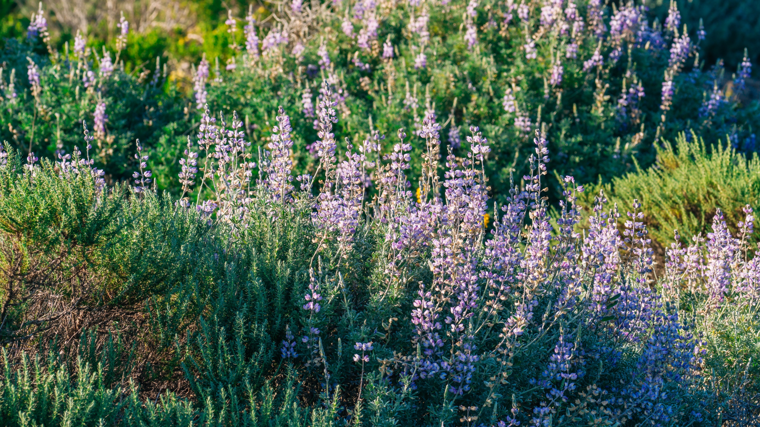 Nahaufnahme von lila Lupinen in einem Garten