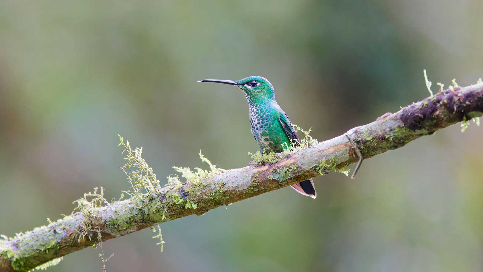 Blauer Kolibri auf Ast