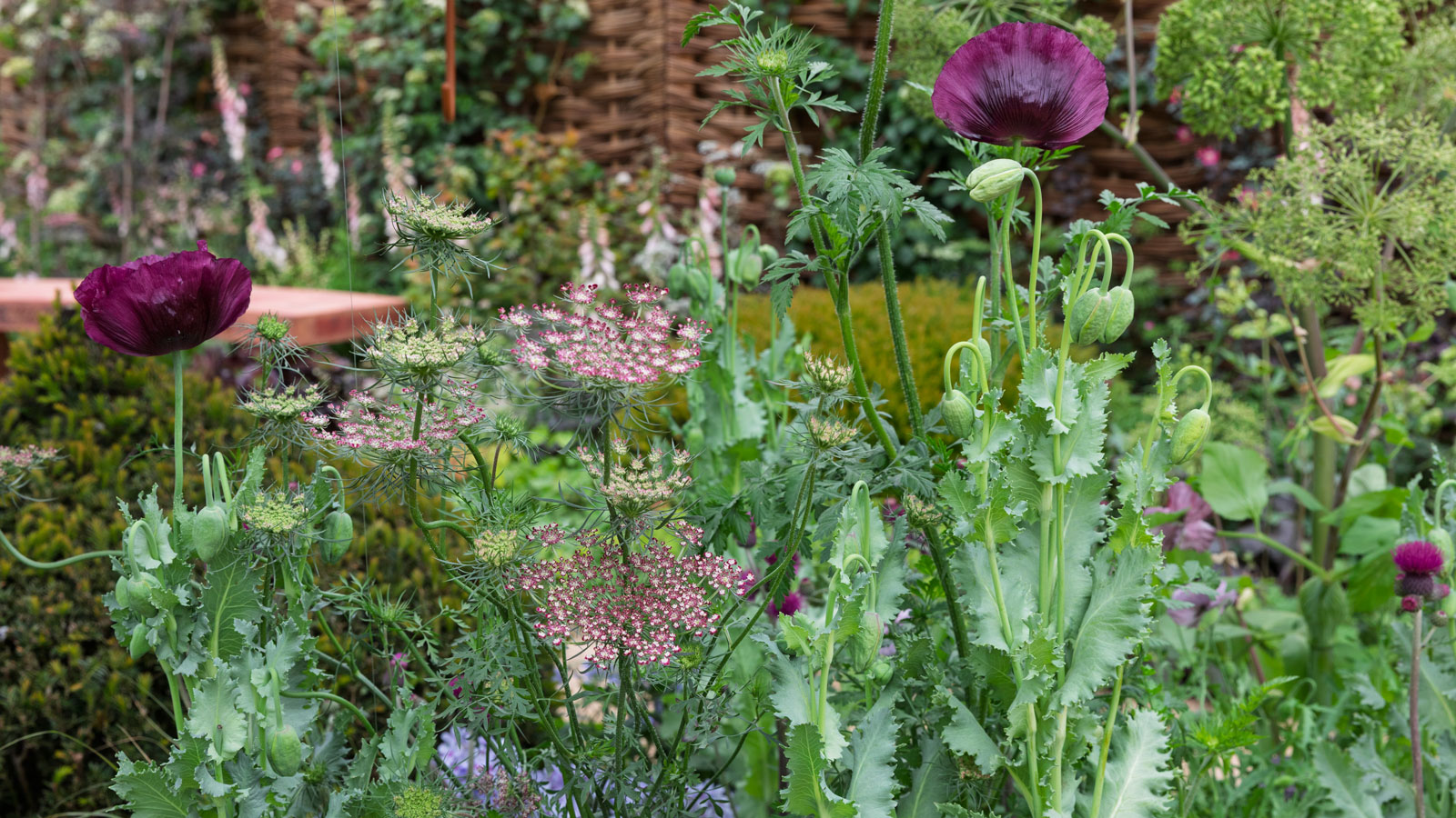 Blumenbeetgestaltung mit orientalischem Mohn, Achillea und Angelika in Rosa- und Lilatönen