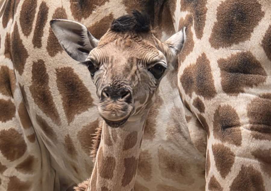 Meet Jude: Baby Giraffe Born During the World Cup
