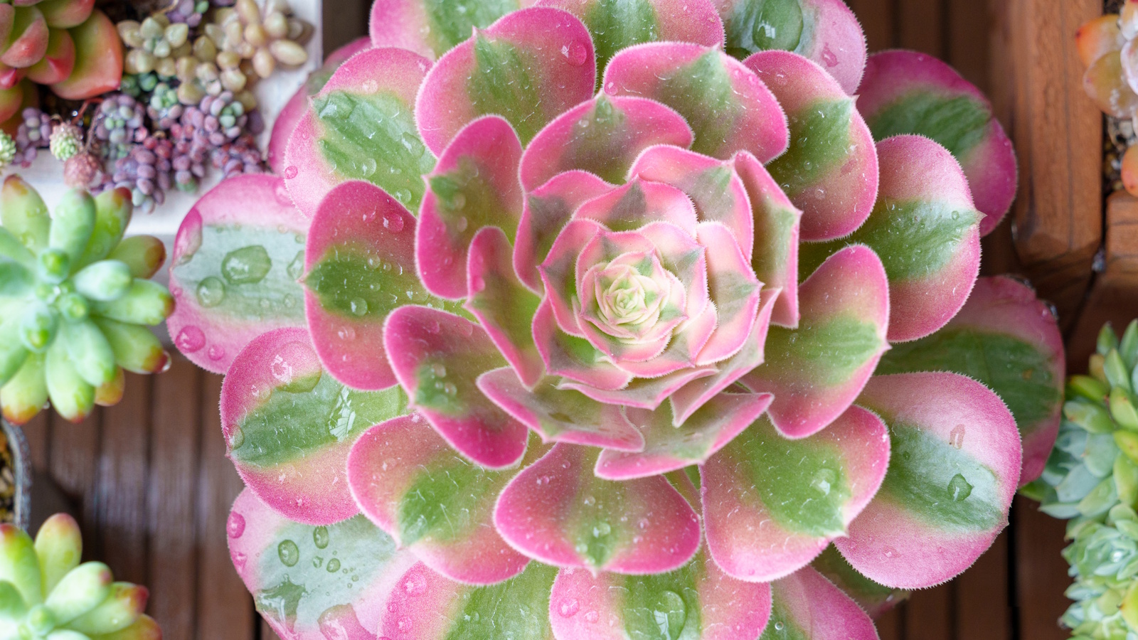 „Rosa Hexe“ Aeonium Sukkulente