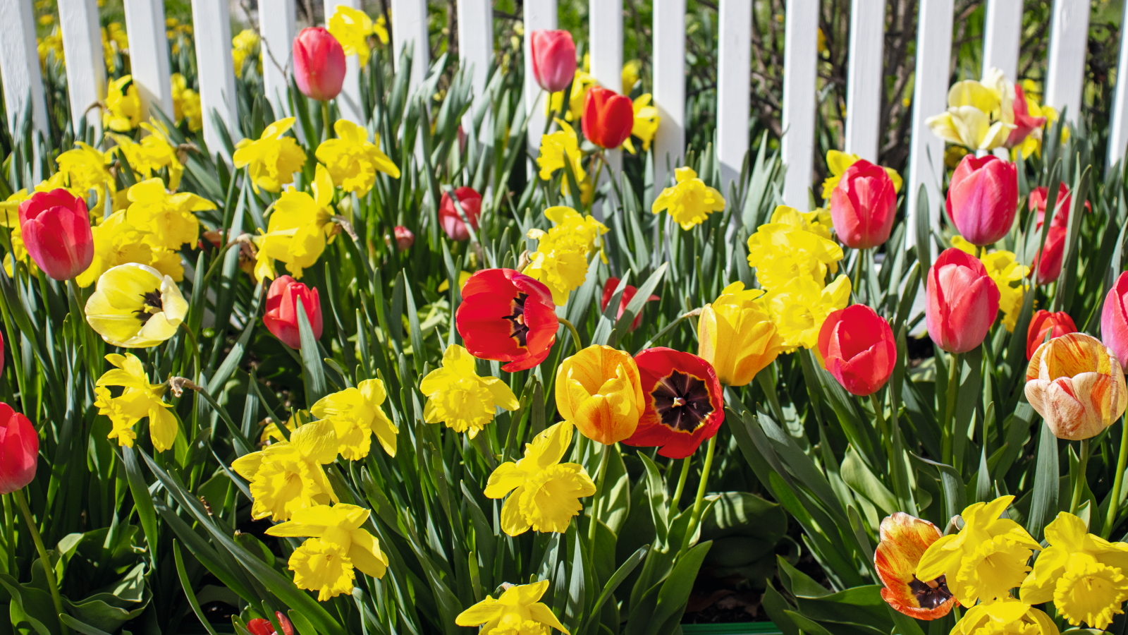 Vor einem weißen Zaun blühen rote Tulpen und gelbe Narzissen