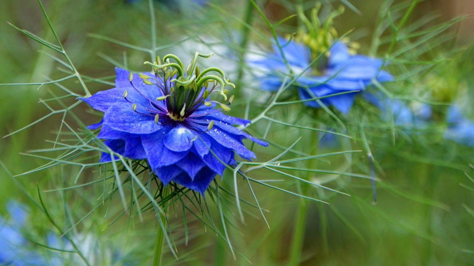 Wie man Nigella anbaut