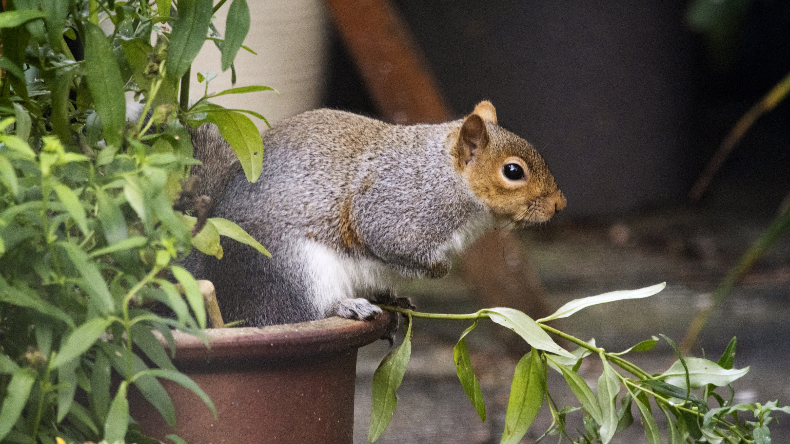 Grauhörnchen im Blumentopf mit Pfefferminze