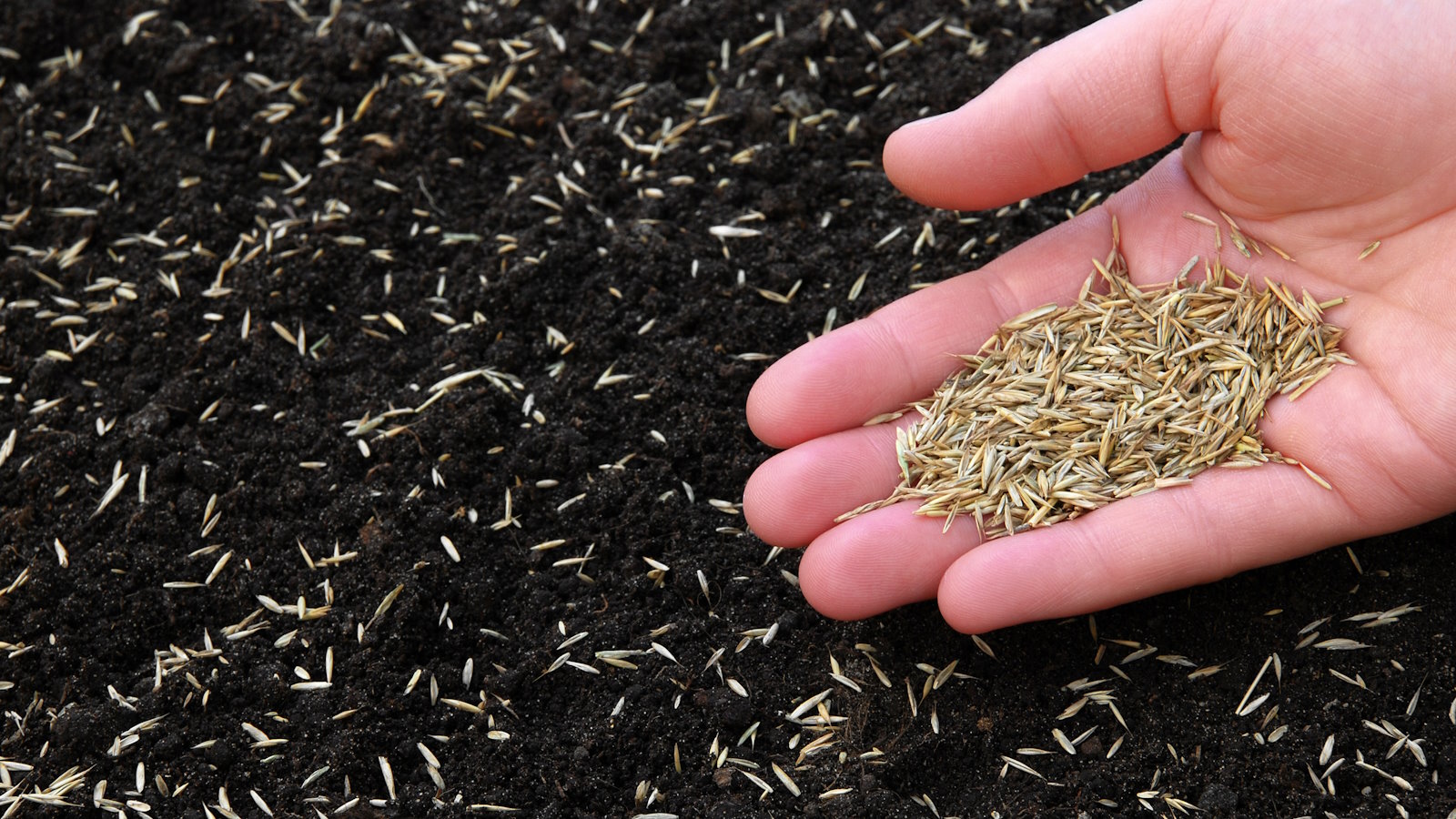 Grassamen per Hand im Garten säen