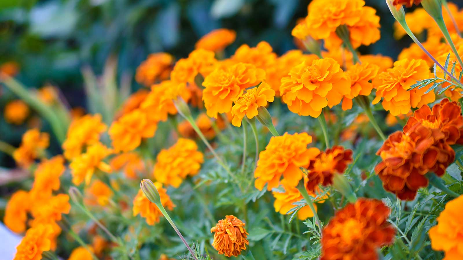 Französische Ringelblumen