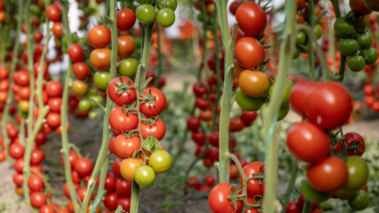 Eine große Anzahl roter Tomaten wächst auf Tomatenpflanzen in einem Gewächshaus