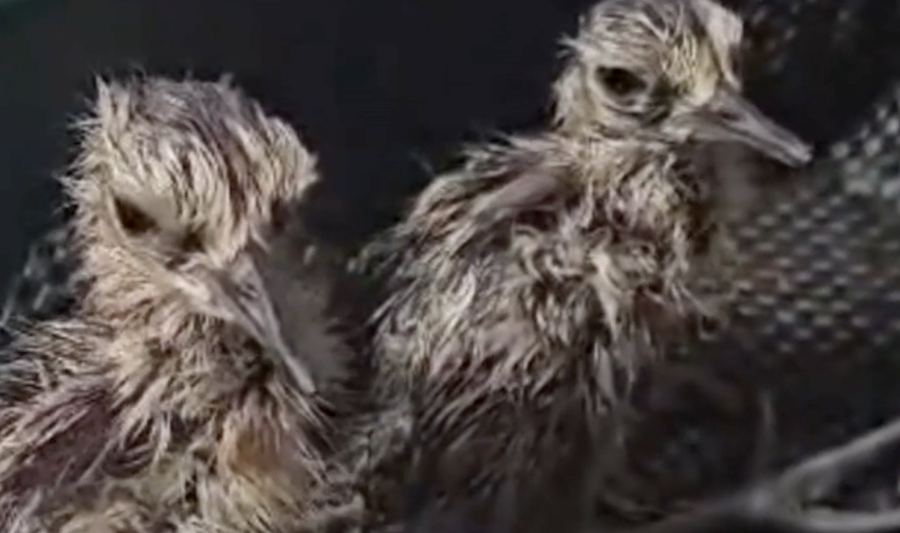 Curlew Chicks Returned to Fermanagh  Following Wildfire Rescue 