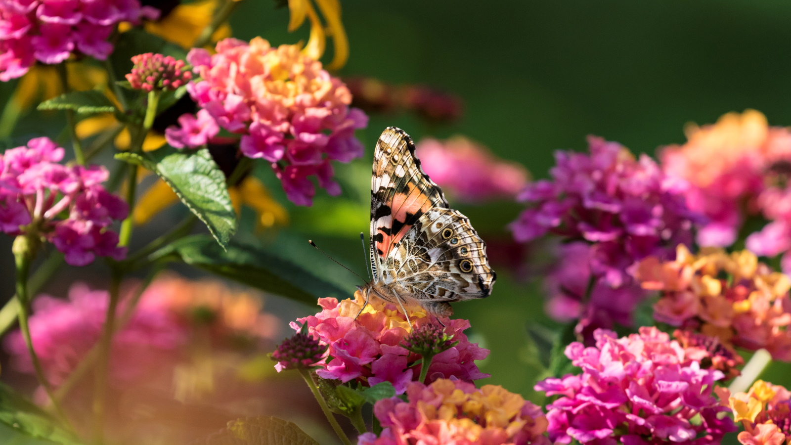 Lantana mit rosa Blüten und Schmetterling