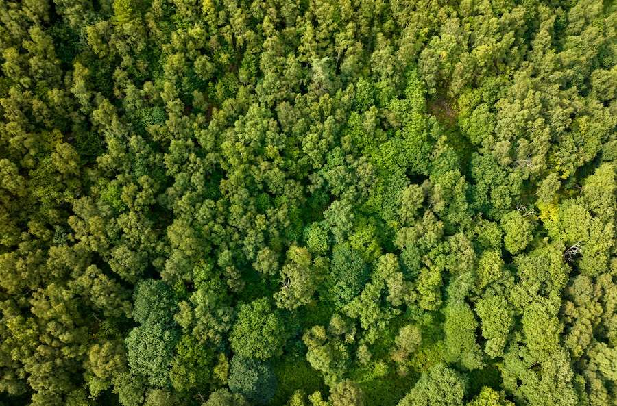 The RSPB reconnects precious Welsh landscape to protect rare Celtic rainforest and Pied Flycatchers