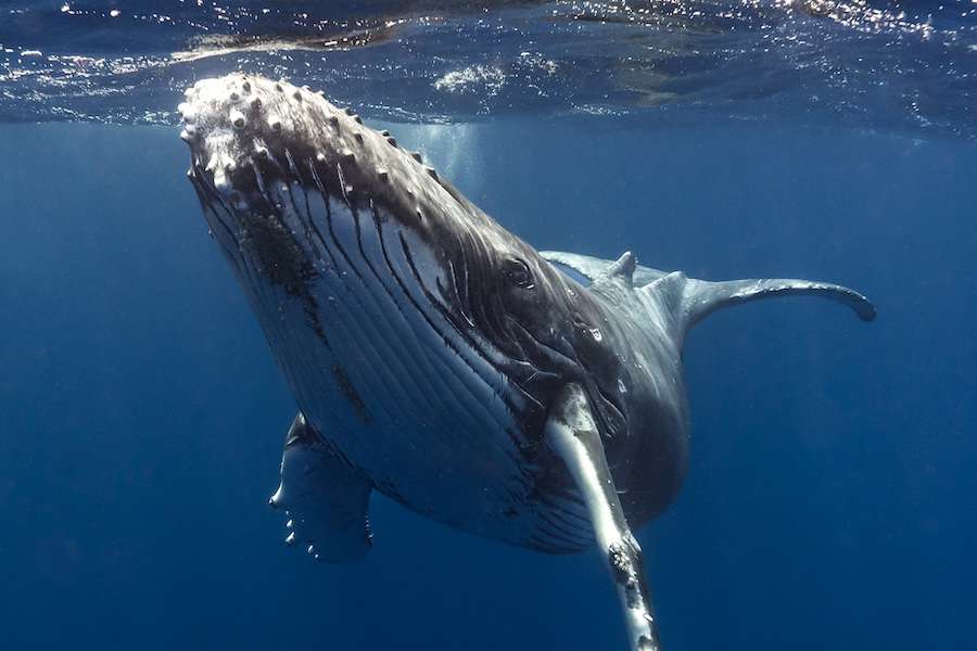 Climate policy is missing the animals that make ecosystems work