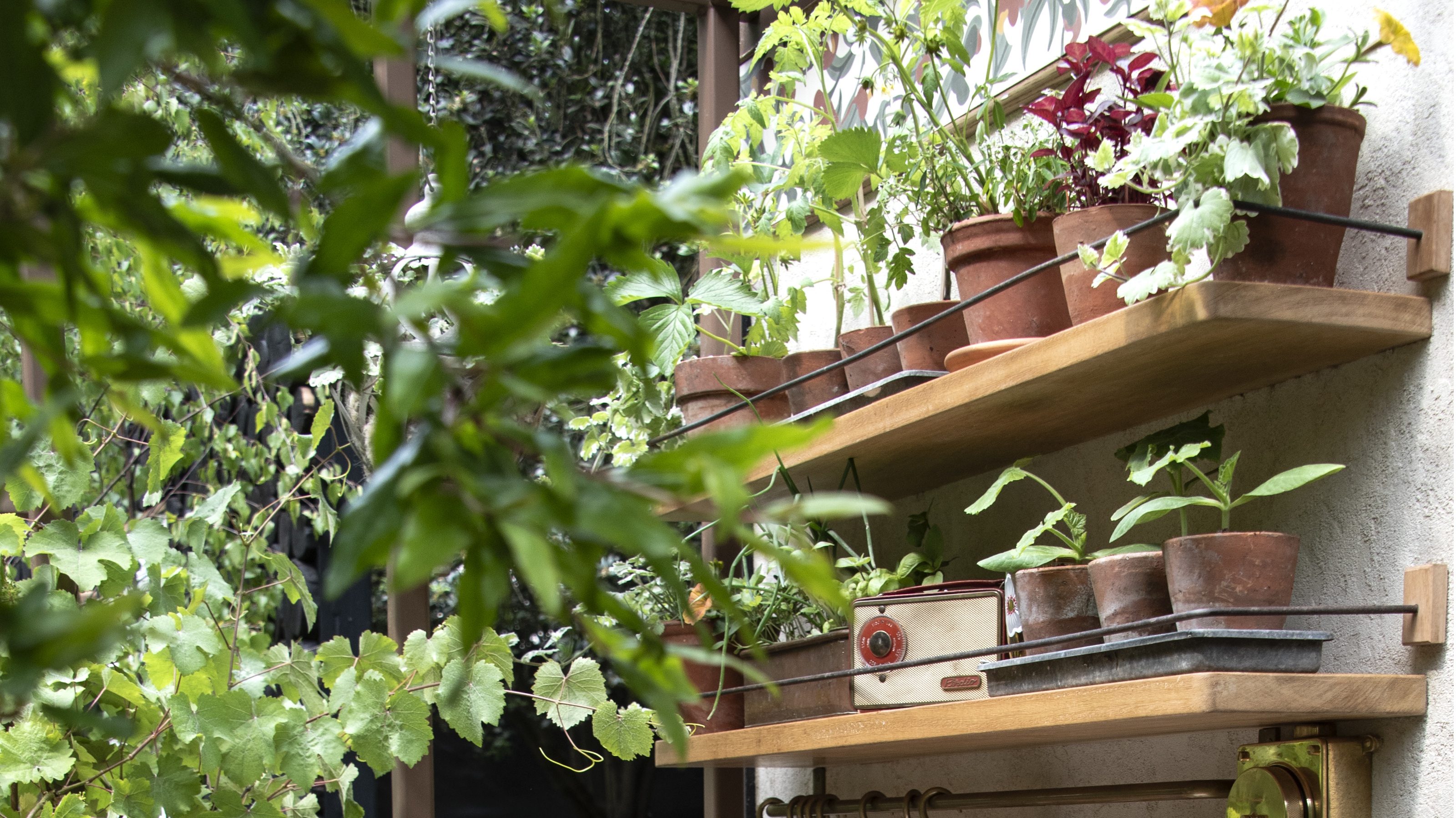 Pflanzenregal der Chelsea Flower Show 2026