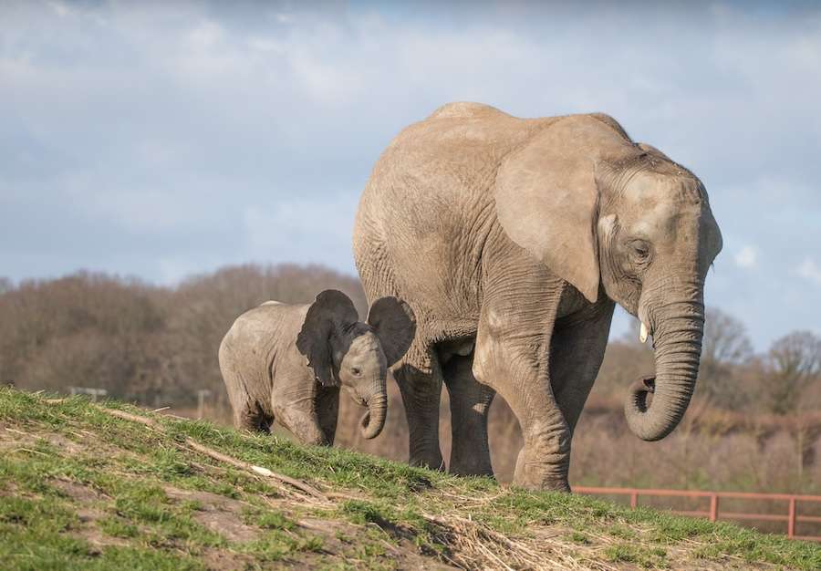 Howletts