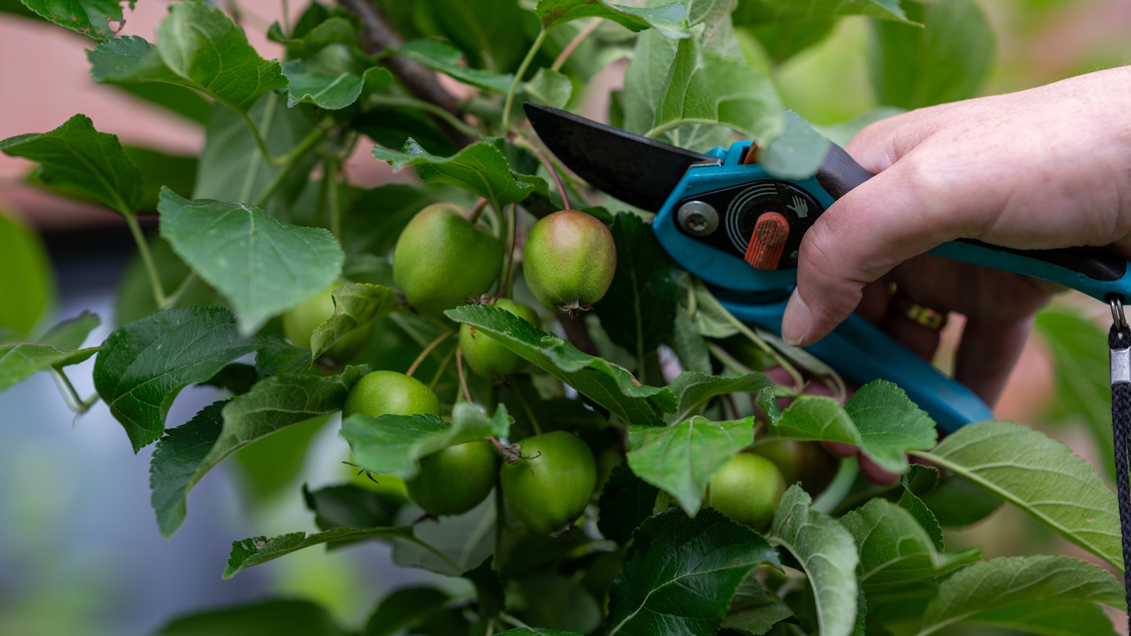 Ein Gärtner dünnt junge Äpfel mit einer Gartenschere aus
