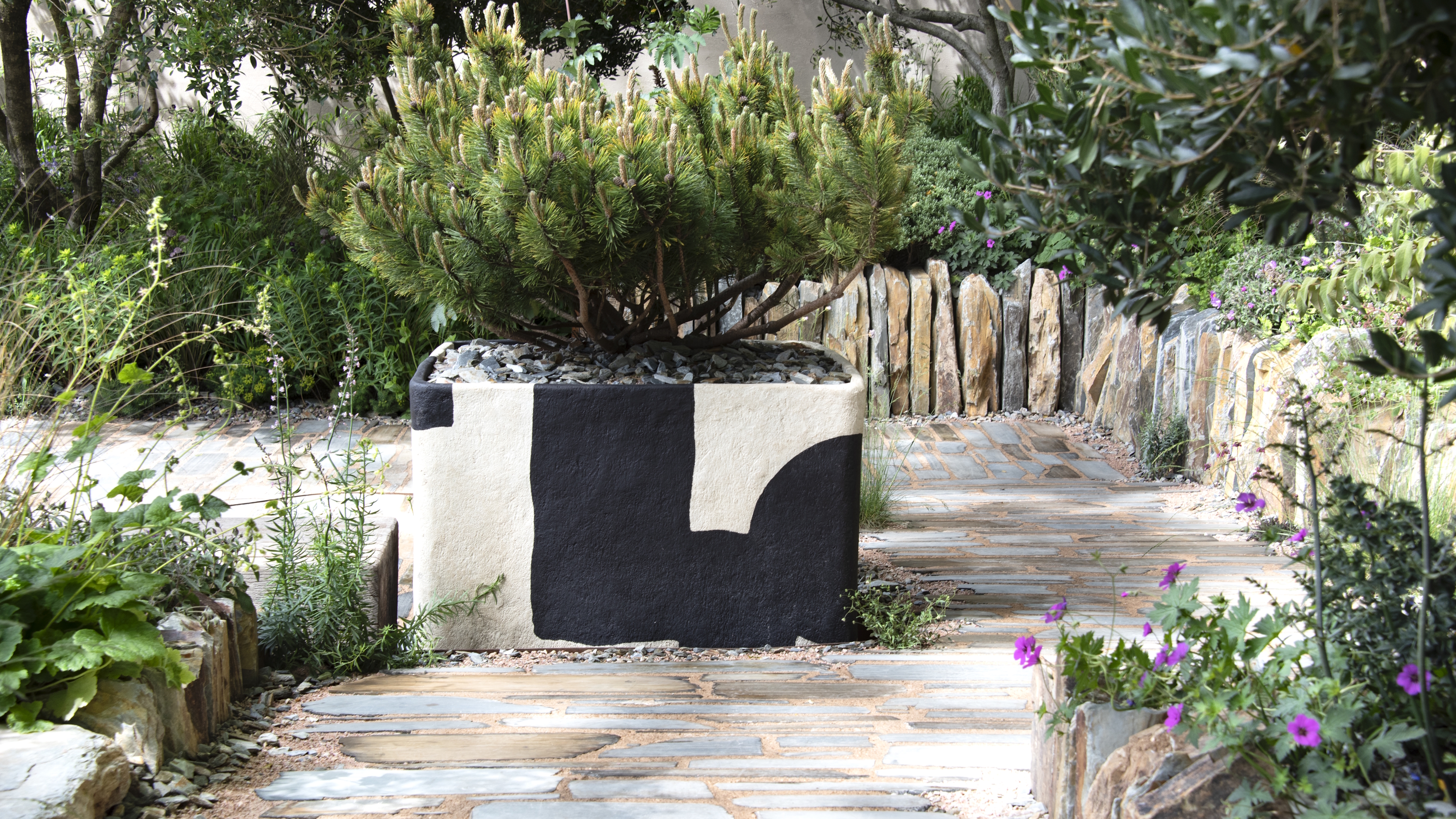 Ein Nadelbaum in einem großen Pflanzgefäß inmitten eines trockenen Gartens mit Steinpflaster auf der Chelsea Flower Show 2026