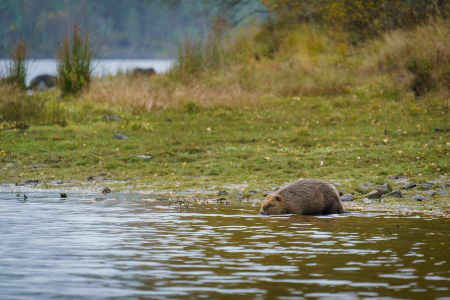 First baby beavers in 400 years born in Scotland
