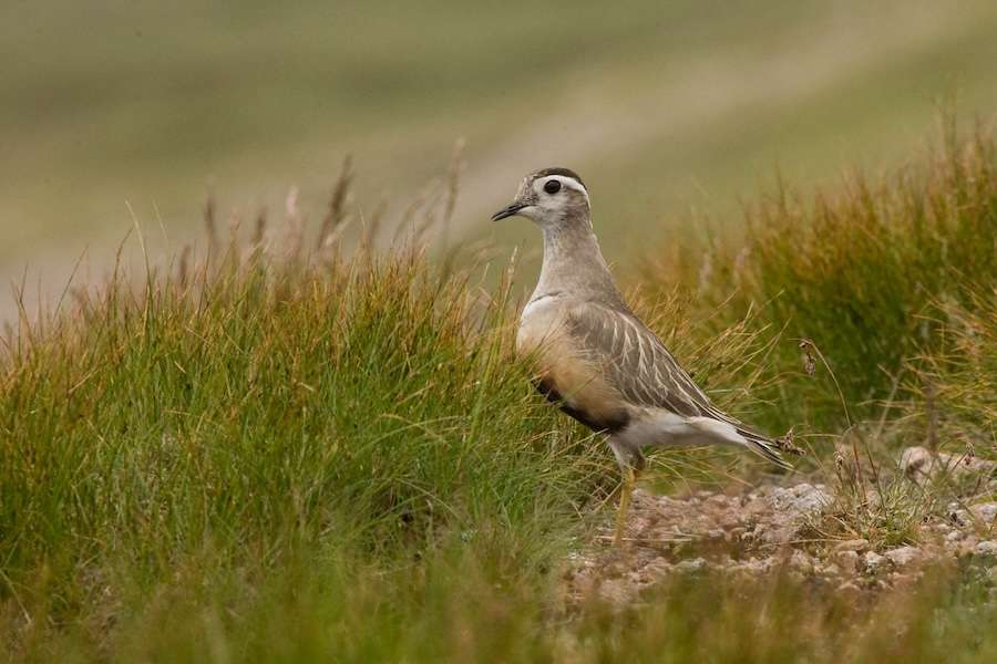 UK could be set to lose its first bird species due to climate change