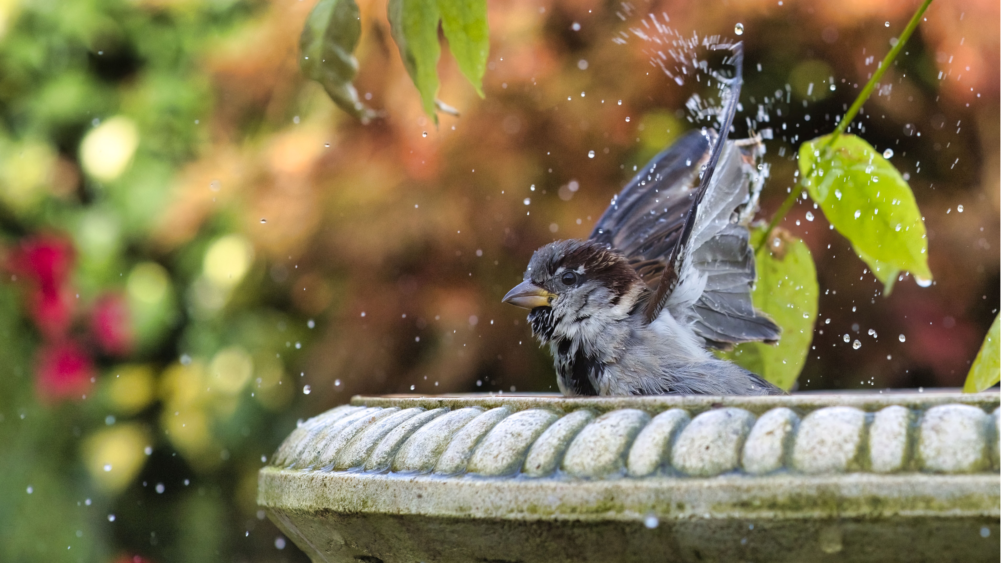 Vogel planscht im Vogelbad aus Stein