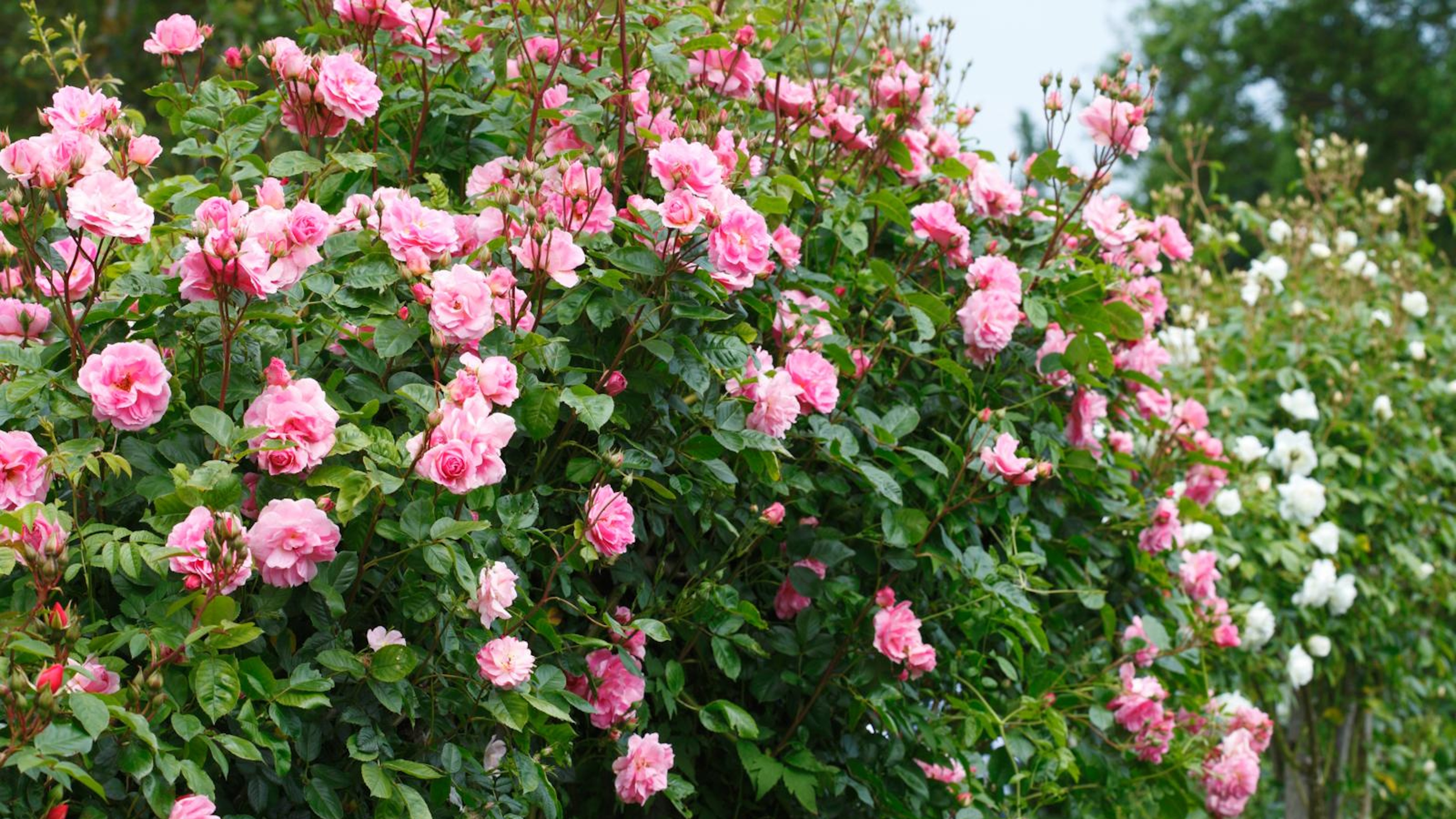 Rosafarbene, weitläufige Rosen