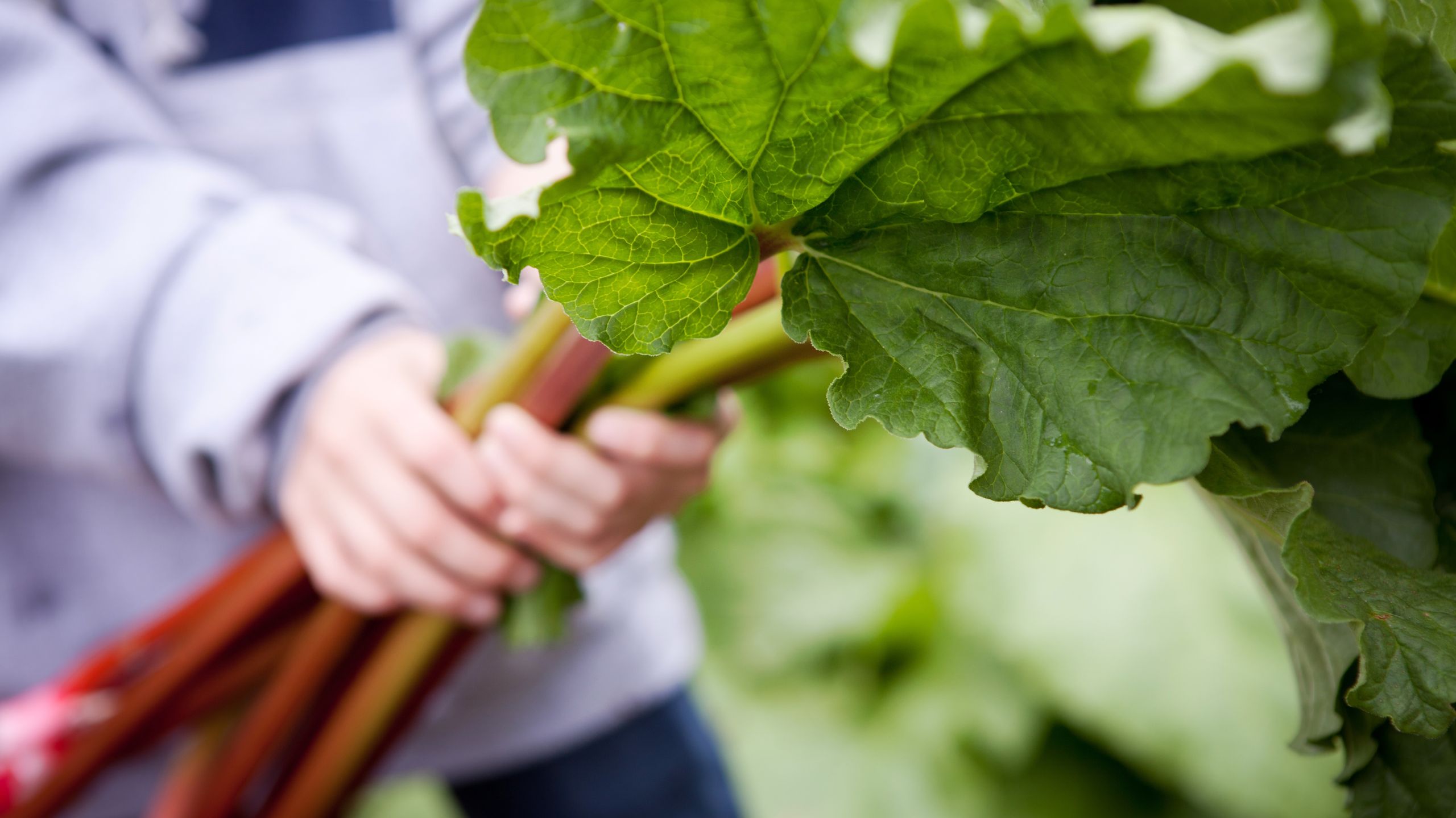 Jetzt ist Ihre letzte Chance, Rhabarber zu ernten – und wie Sie ihn für eine noch bessere Ernte im nächsten Jahr vorbereiten