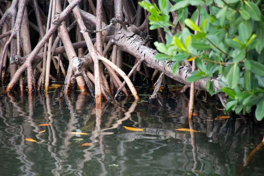 KAUST researchers turn to mangroves in search for plastic-degrading enzymes