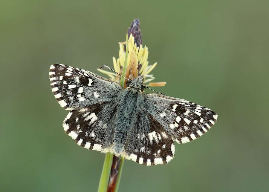 New butterfly brigade to help save Northern Ireland