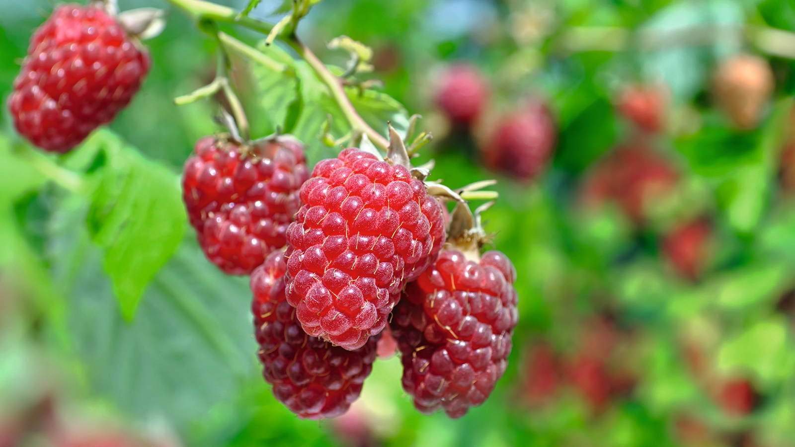 Eine Nahaufnahme reifer roter Himbeeren, die auf einem Stock wachsen