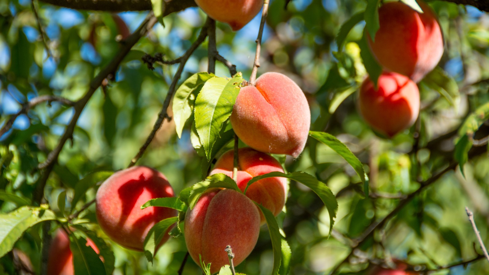 Reife Früchte auf einem Pfirsichbaum