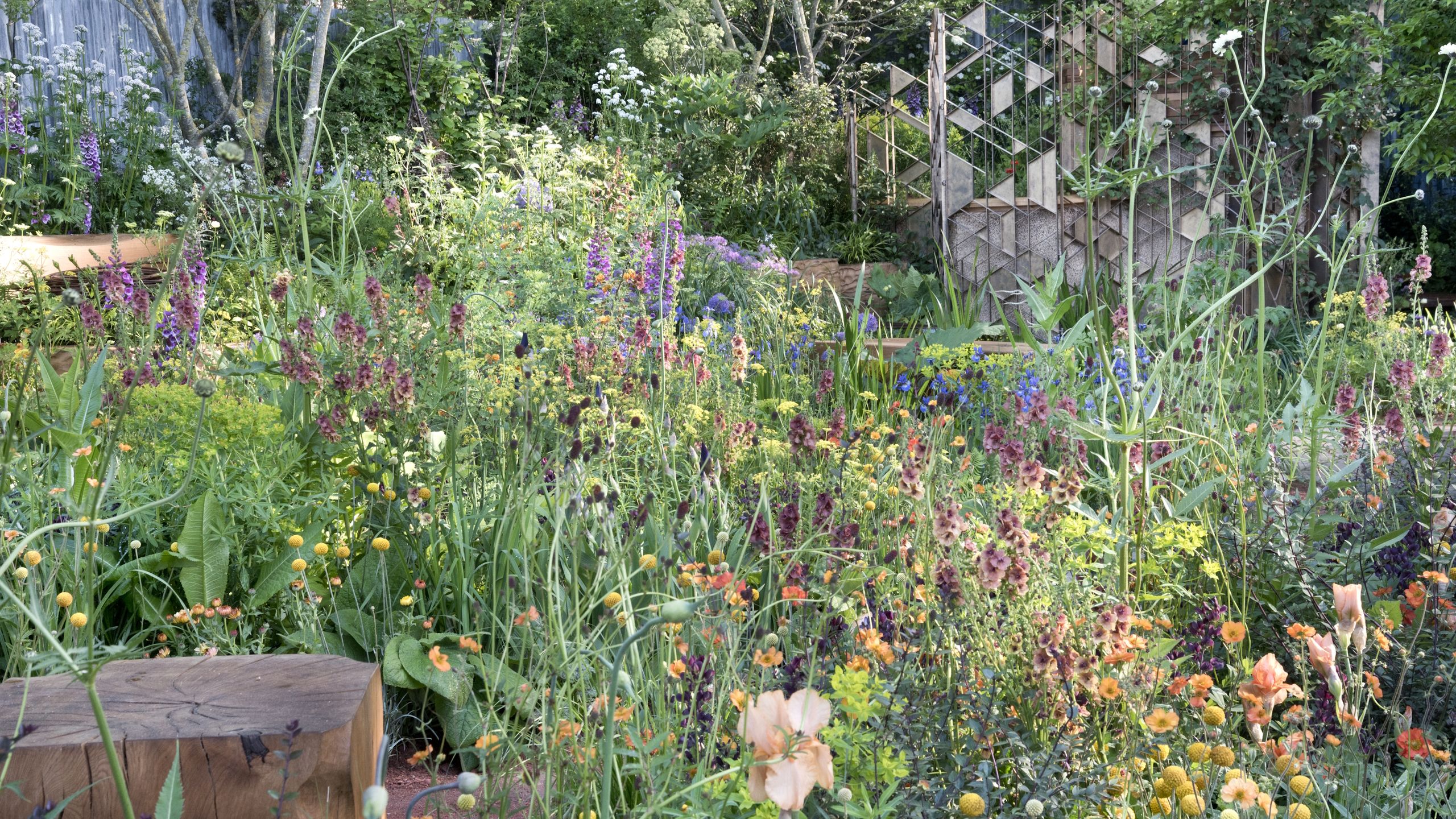 Sammeln Sie im Juli Samen dieser beliebten Blumen – und freuen Sie sich nächstes Jahr über wunderschöne, üppige Blüten