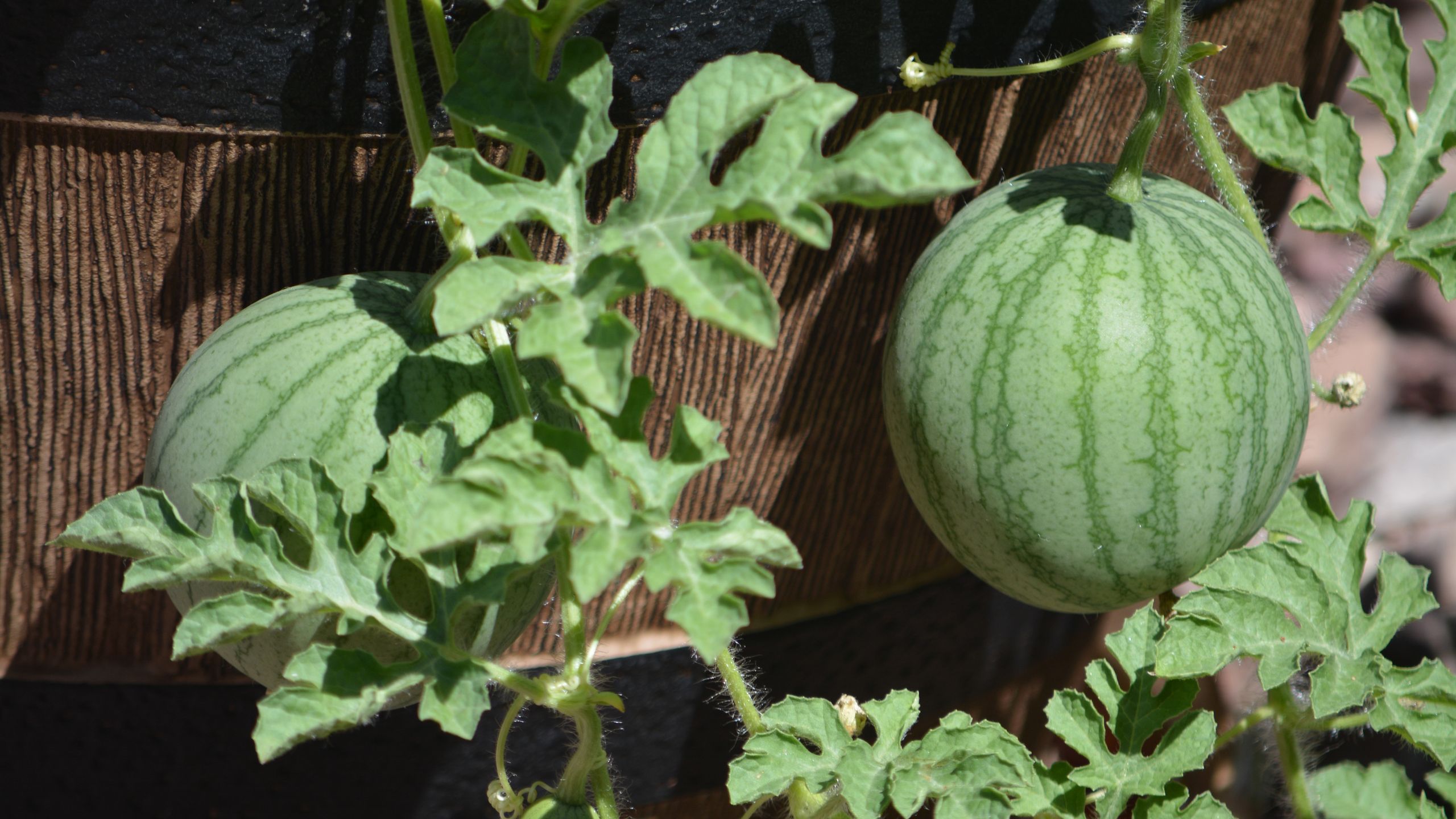 So züchten Sie Wassermelonen in Töpfen – 8 Tipps für süße, saftige Früchte auf kleinem Raum