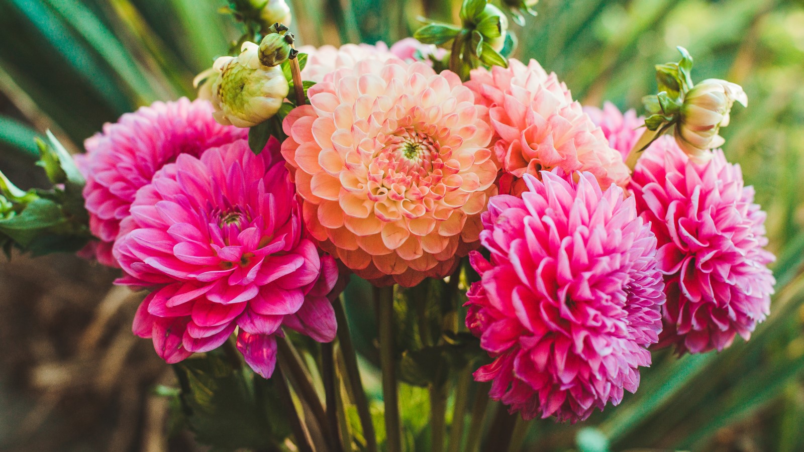 Dahlien blühen