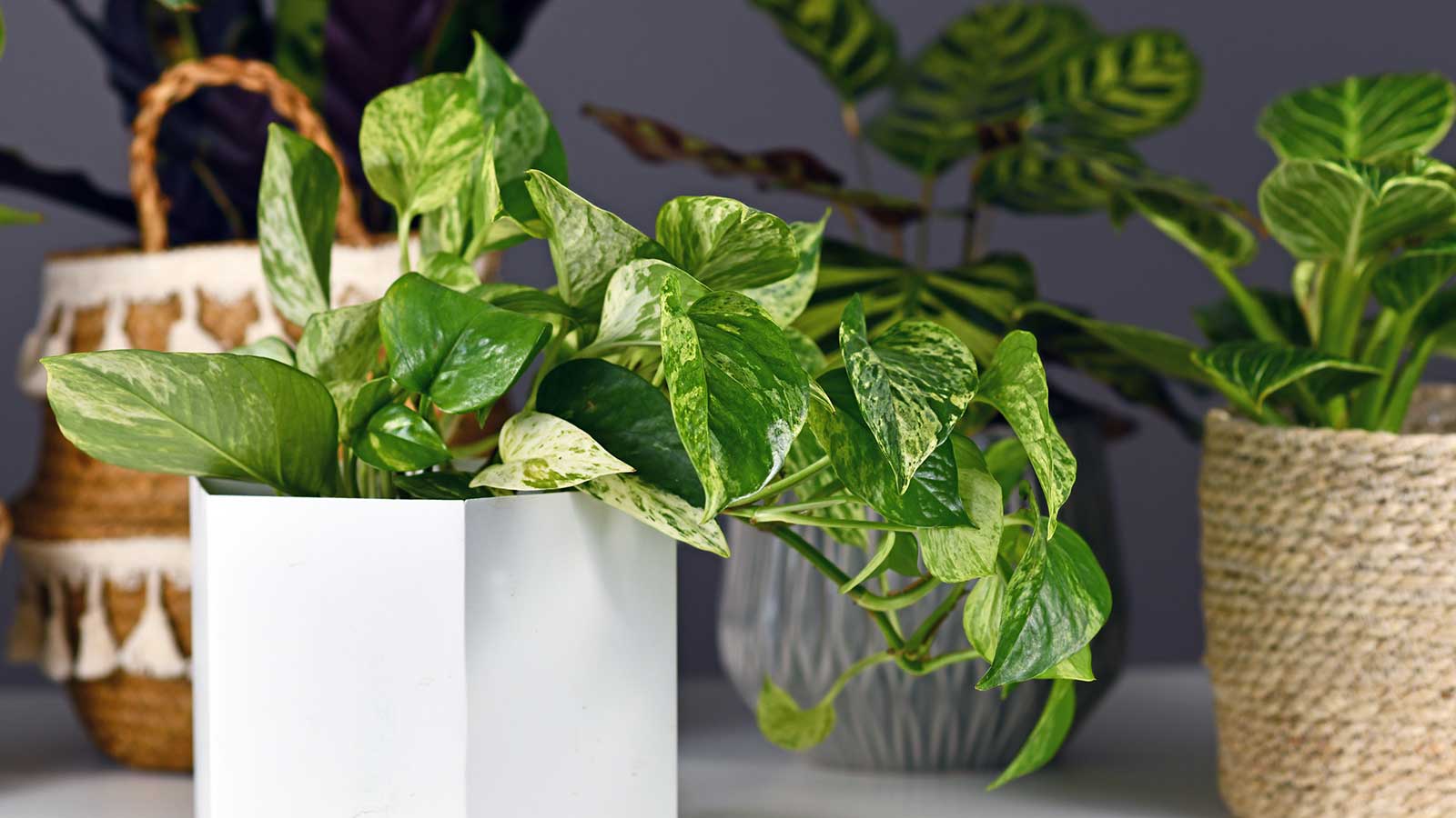 bunte Pothos