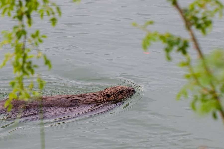 Beaver restoration champion to co-lead Scotland