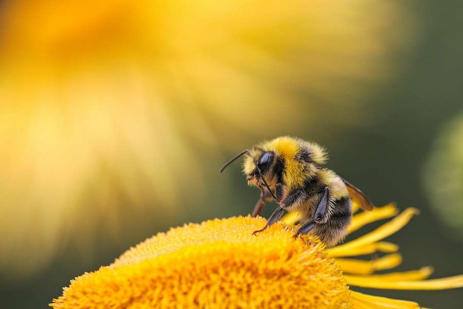 Why you are seeing bees struggling to survive this summer