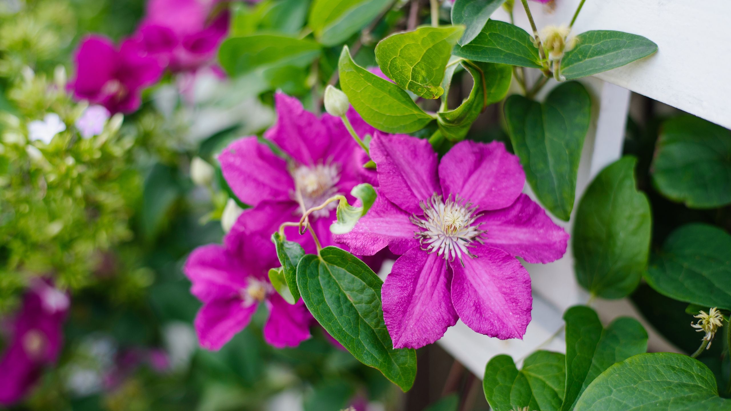 Was Ihre Clematis im Juli braucht, um extreme Hitze zu überstehen – und später im Sommer mehr Blüten zu produzieren