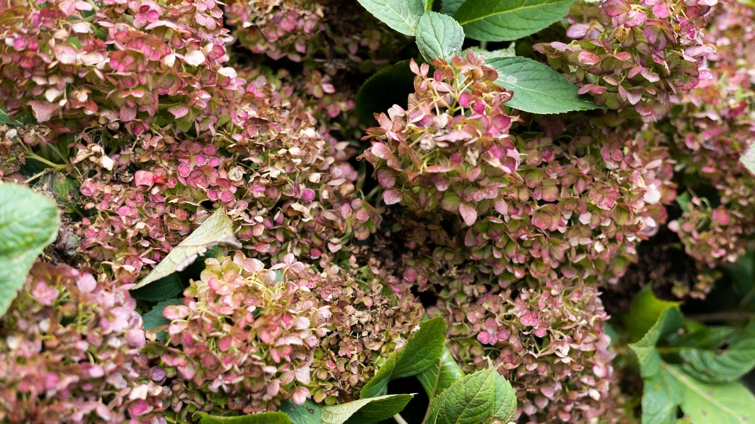 Wenn Ihre Hortensienblüten braun geworden sind, finden Sie hier 5 häufige Ursachen und genau, wie Sie sie wiederbeleben können