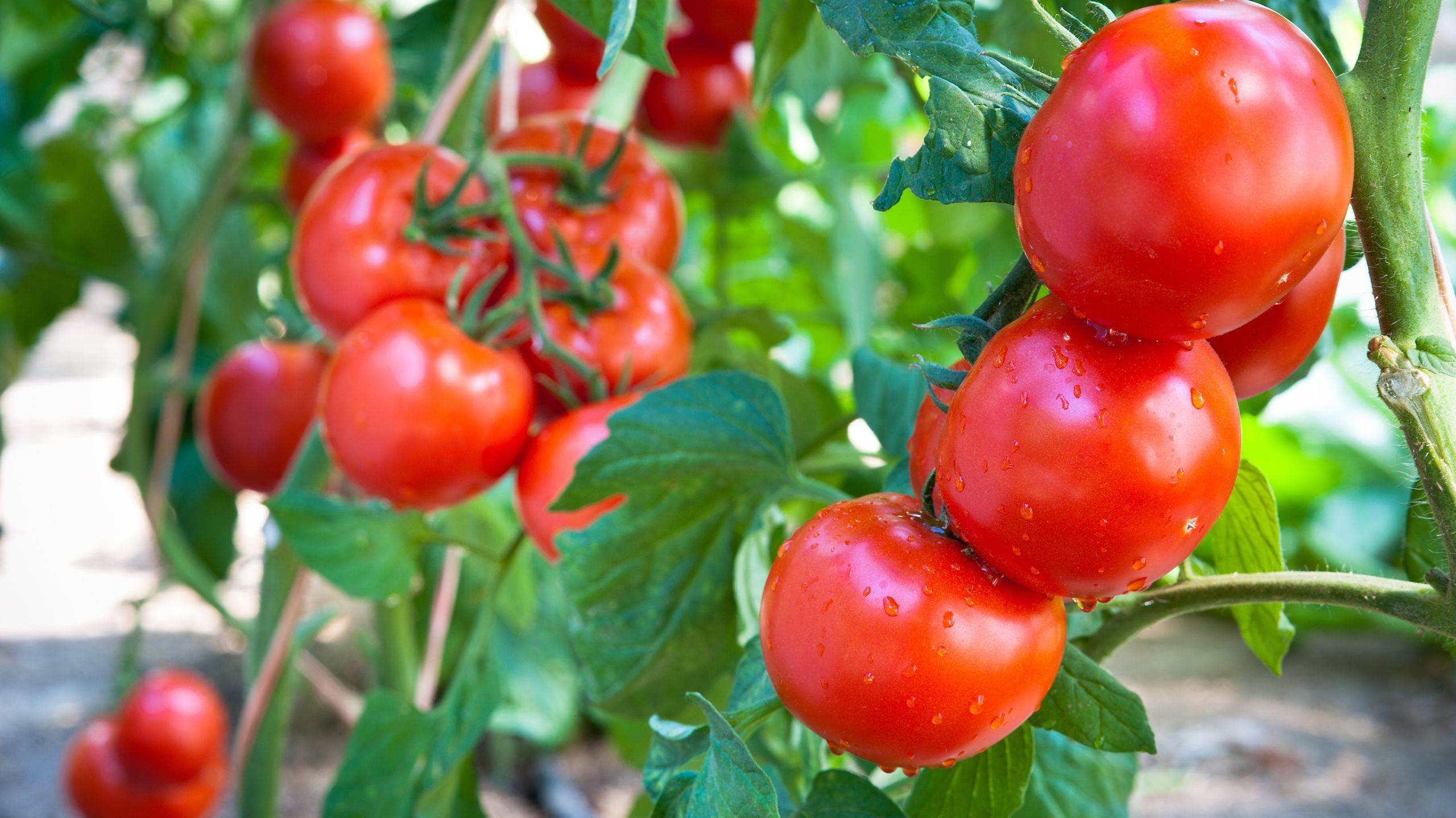 Wenn Ihre Tomatenpflanzen noch klein sind und nicht blühen, hilft Ihnen dieses 1 natürliche Futter dabei, schnell zu wachsen