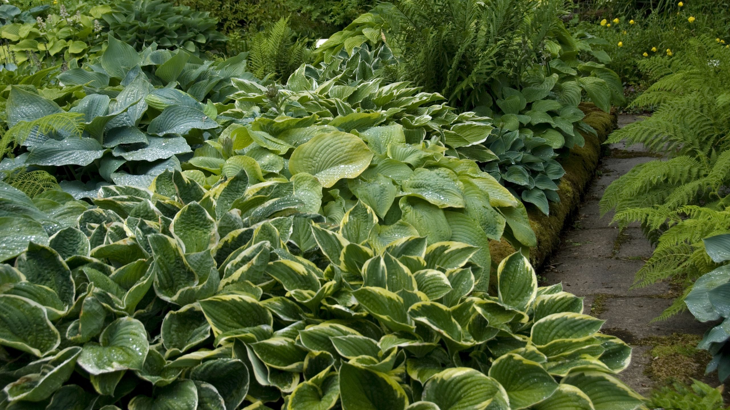 Wenn Sie Hostas anbauen, sollten Sie diese unverzichtbare Sommerarbeit nicht auslassen – sie garantiert die beste Darstellung der leuchtenden Blätter
