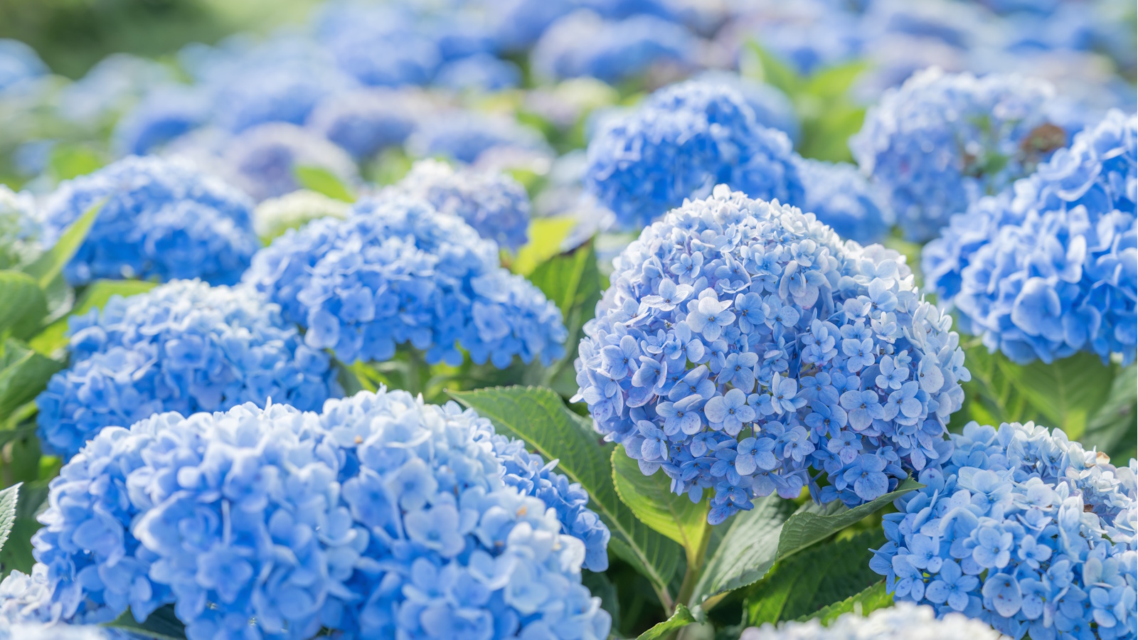 Blaues Hortensienfeld