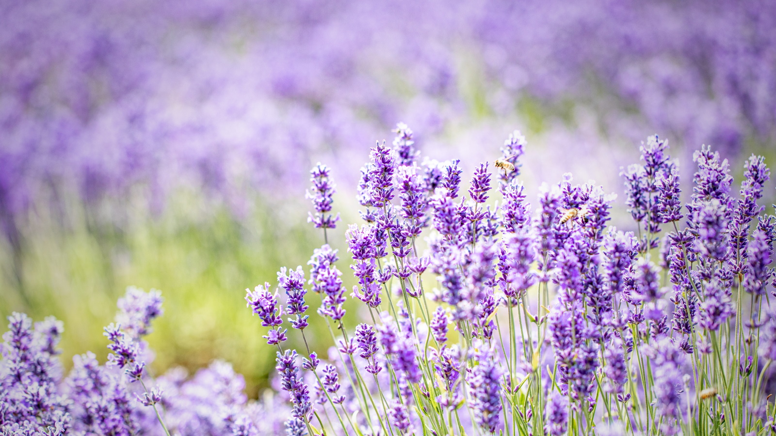 Blühender Lavendel mit vielen lila Blüten und Bestäubern