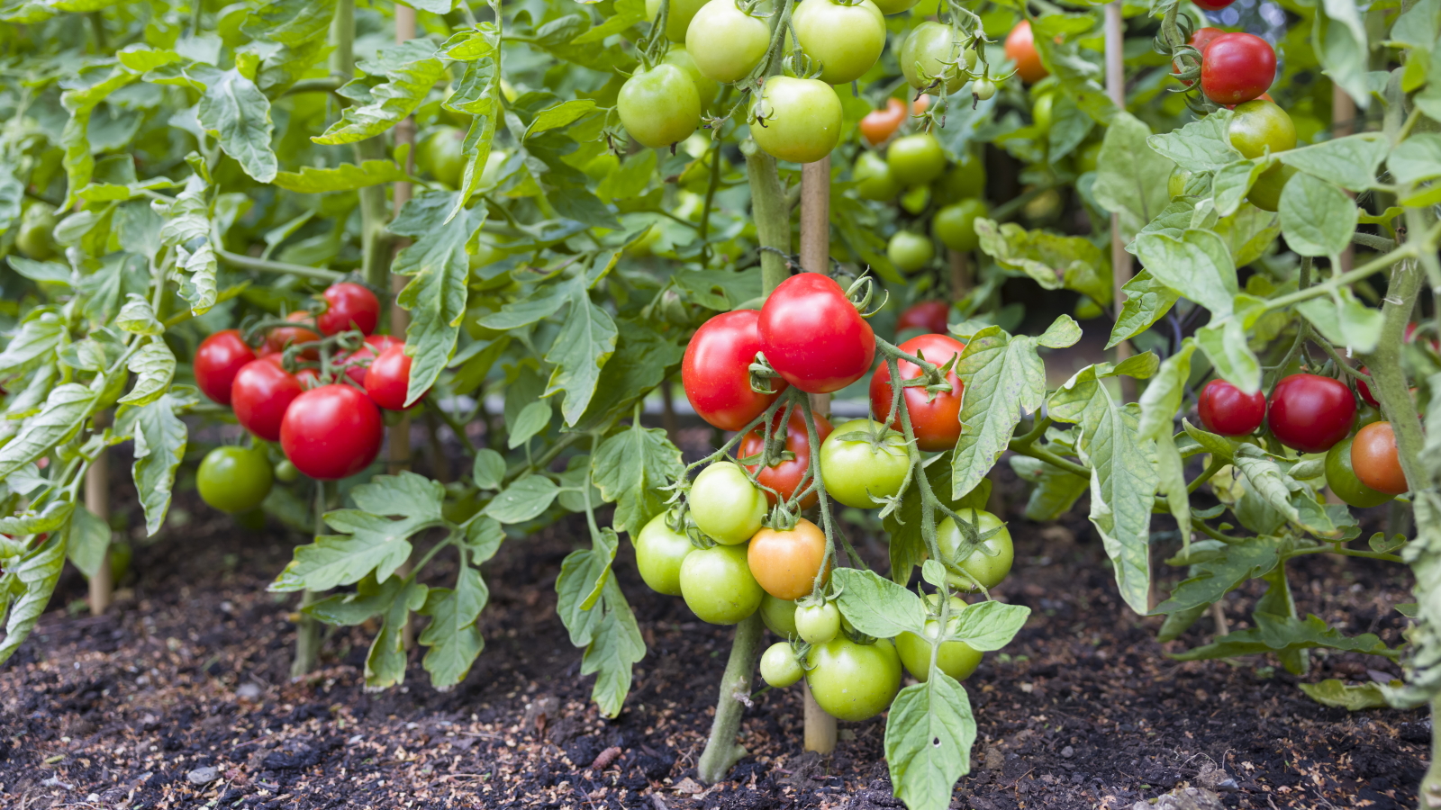 Unbestimmte Tomatenpflanzen voller roter und grüner Früchte wachsen im Freien in einem Gemüsegarten