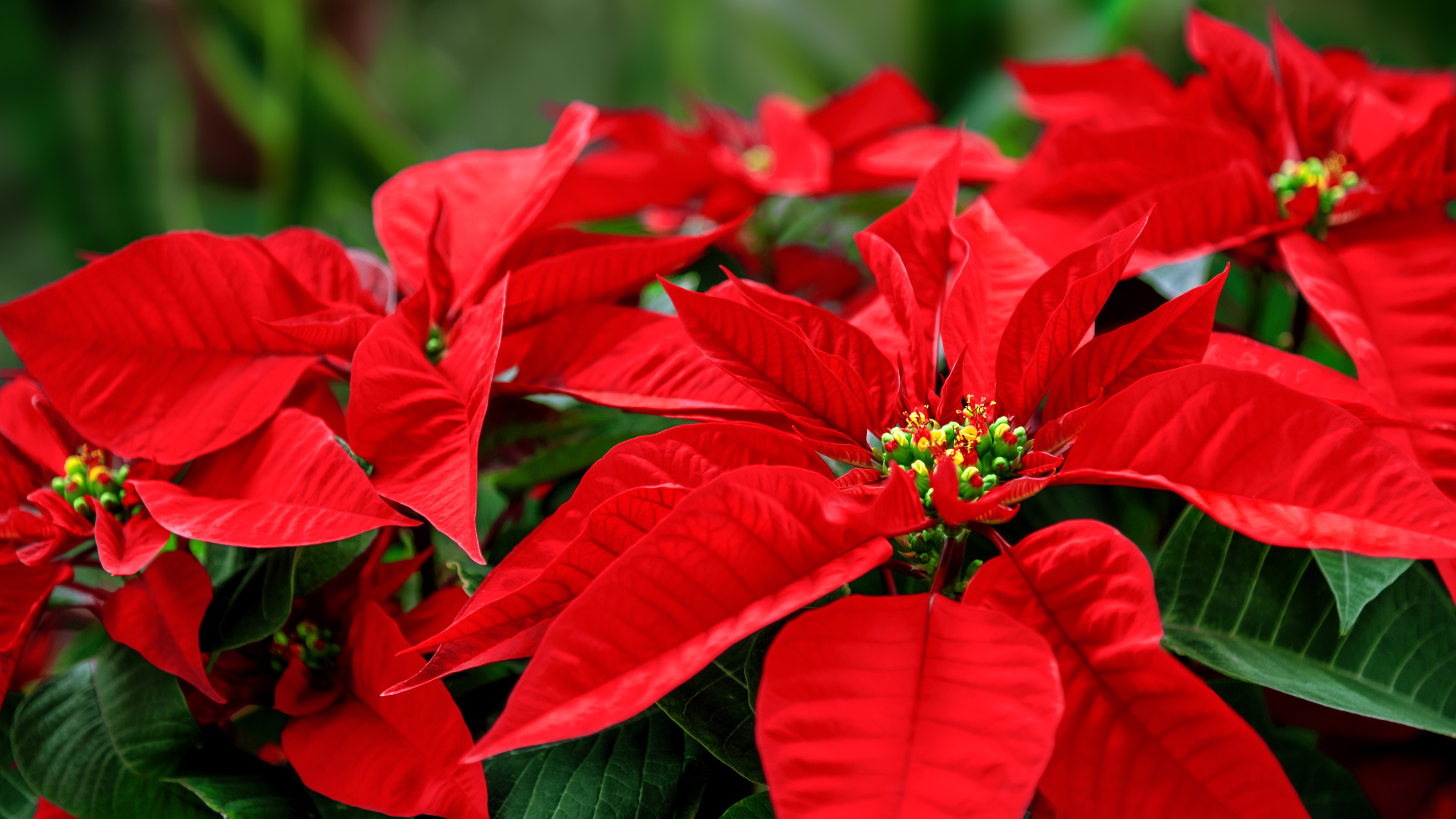 Roter Weihnachtsstern blüht
