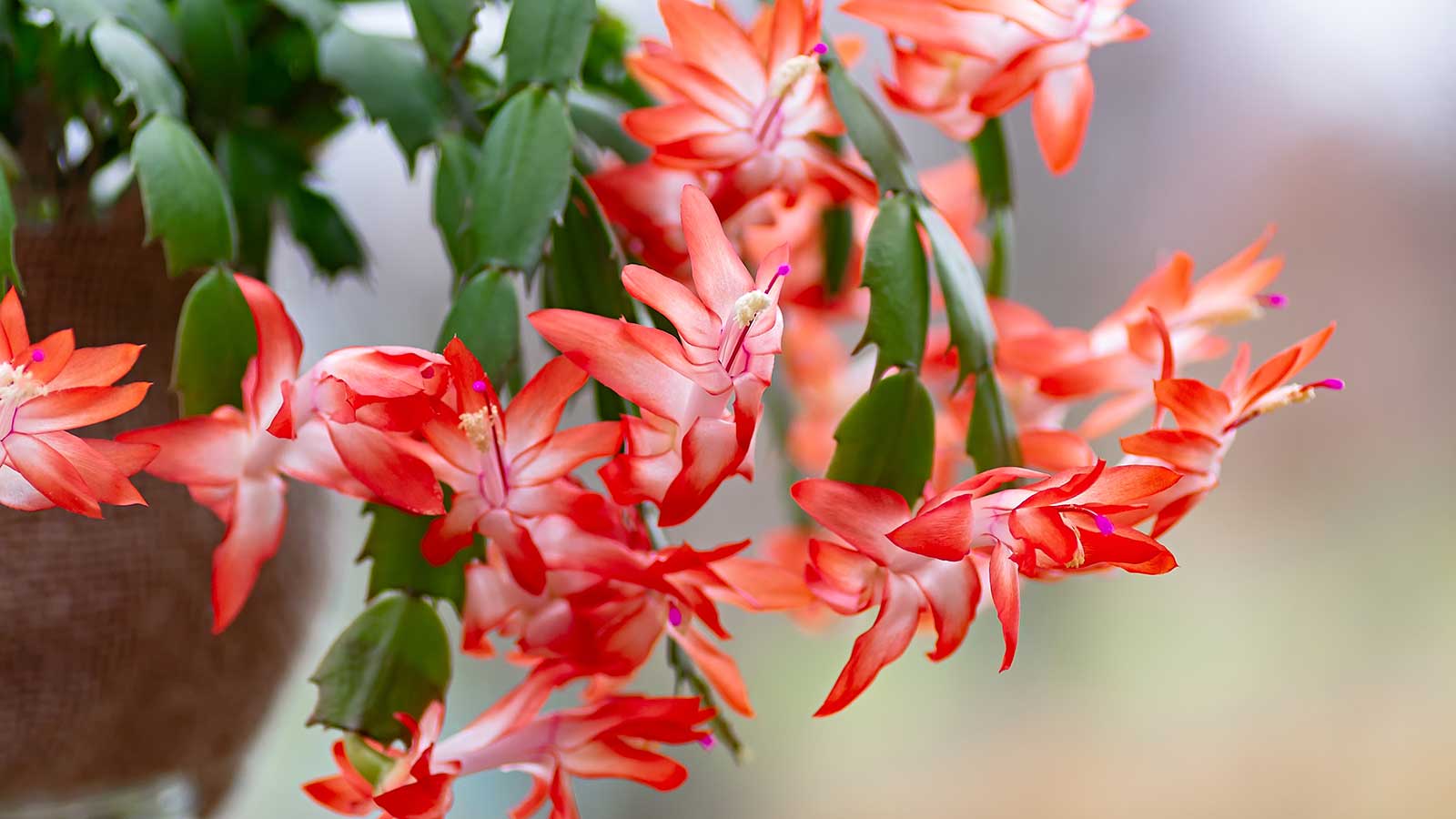 Rote Blumen auf Weihnachtskaktuspflanze