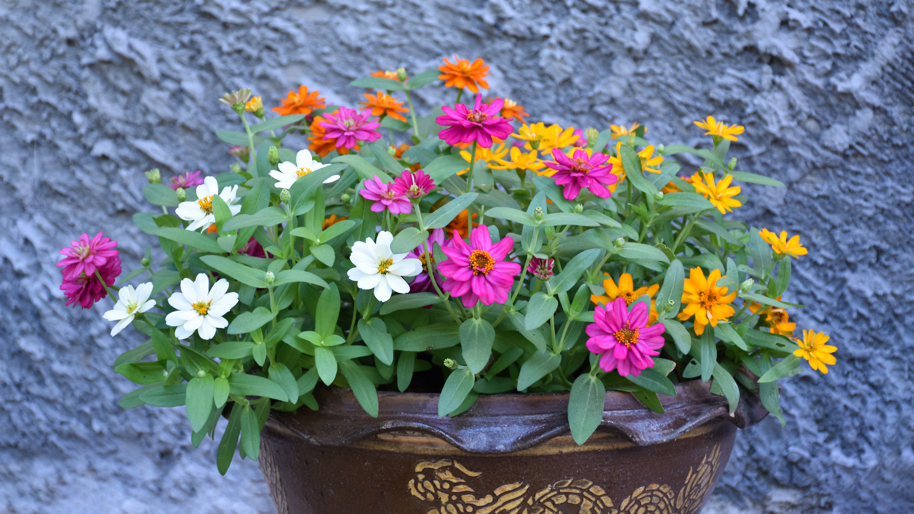 Rosa, weiße und gelbe Zinnien wachsen in einem dekorativen braunen Keramiktopf an einer Wand