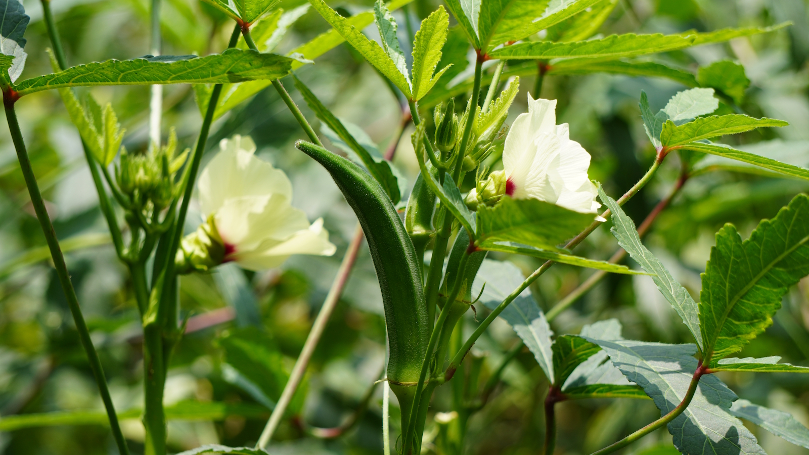 Okra-Pflanzen aus nächster Nähe mit Blättern, Blüten und Schoten 