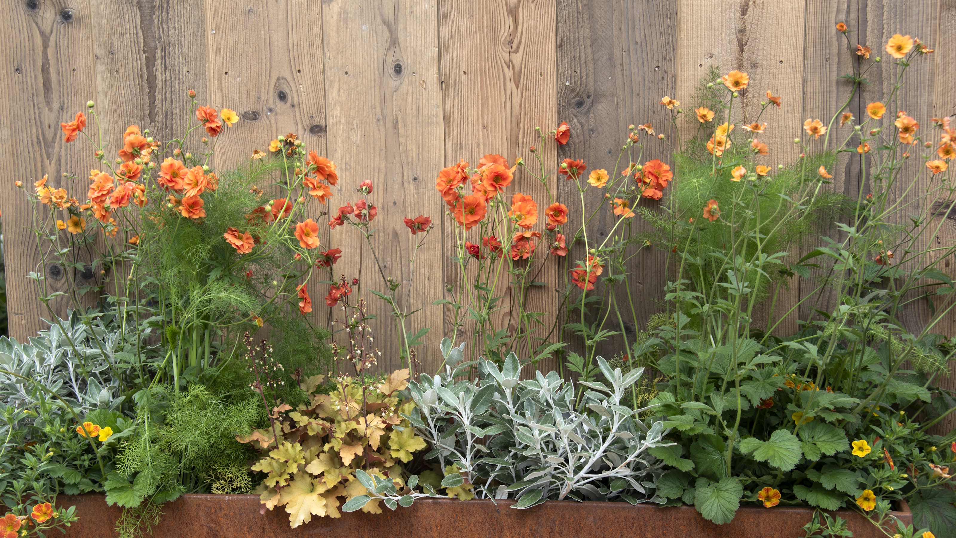 Hochbeet aus Corton-Stahl, gefüllt mit orangefarbenem Geum, Korallenglocken und Senecio vor einem Holzzaun