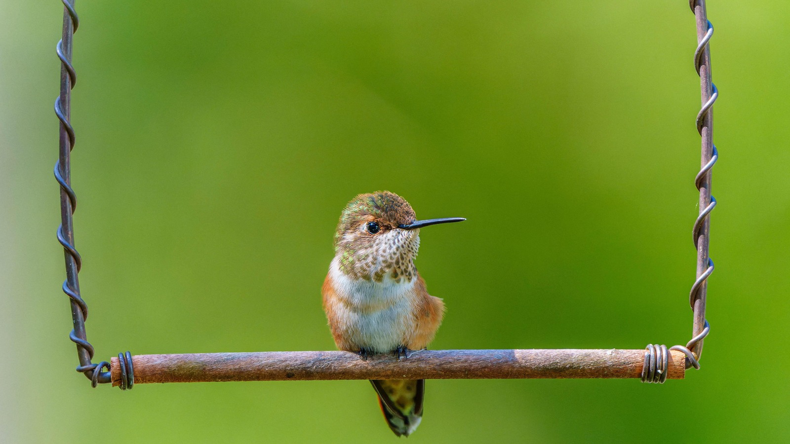 Ein Kolibri-Jungvogel sitzt auf einer Schaukel