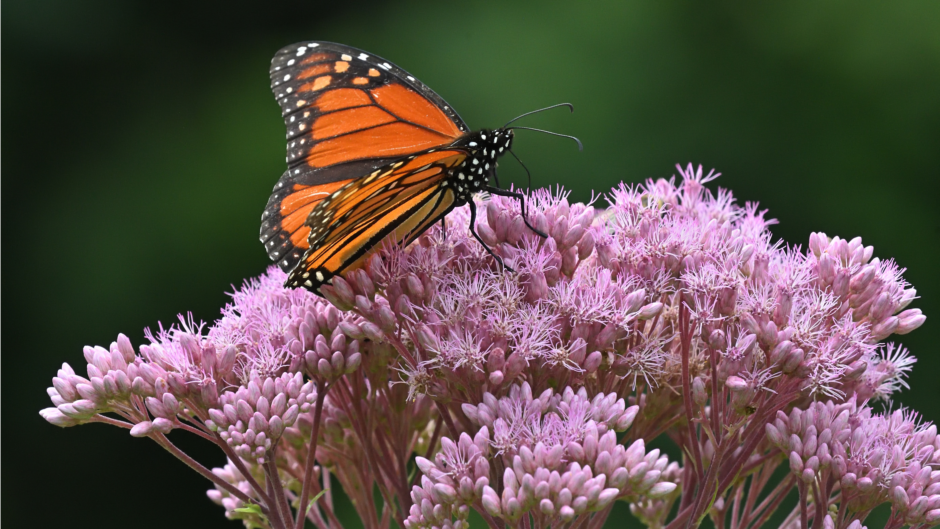 Joe Pye Unkraut mit Schmetterling