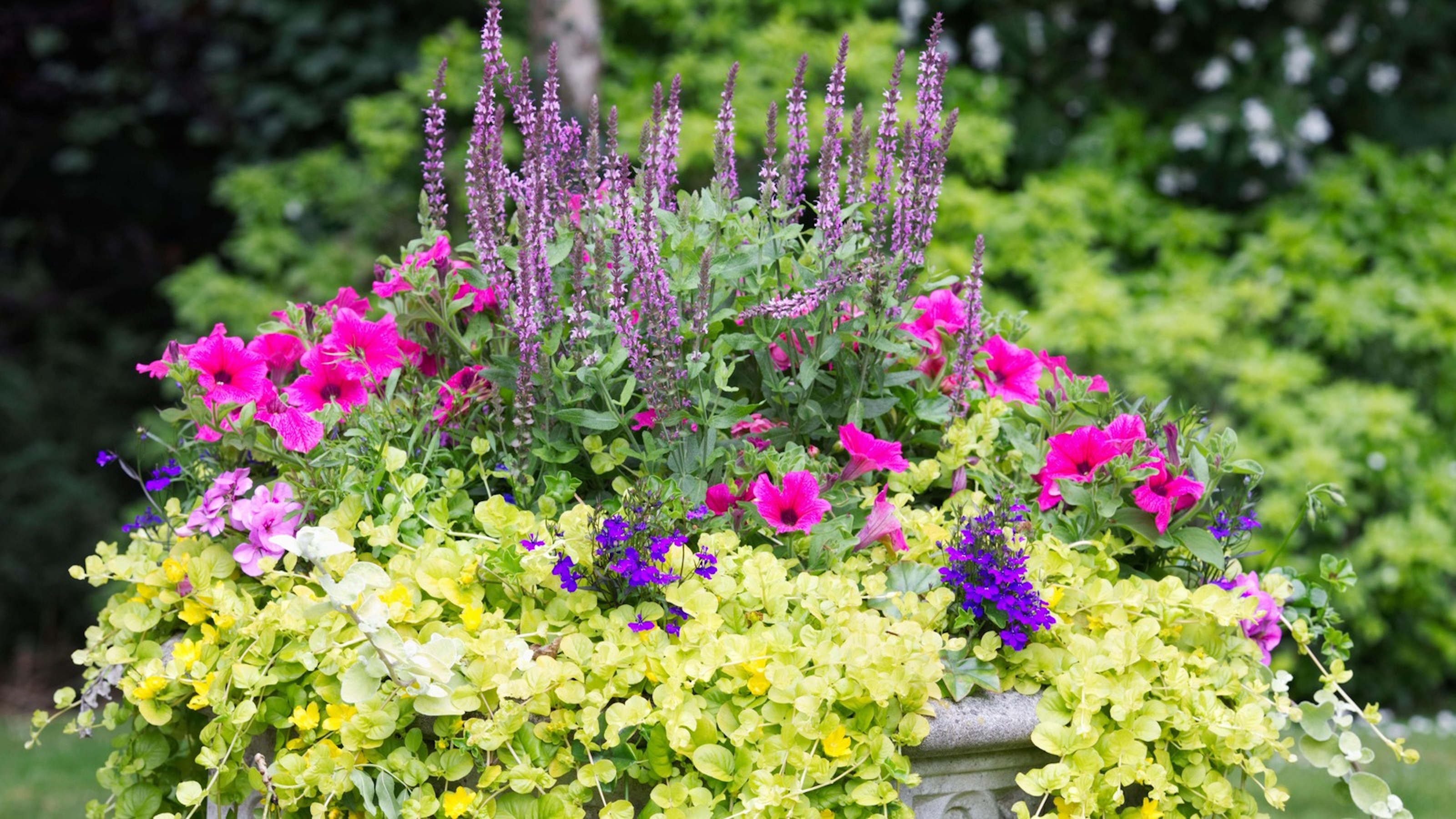 Behälter mit Salvia, Petunien und Creeping Jenny