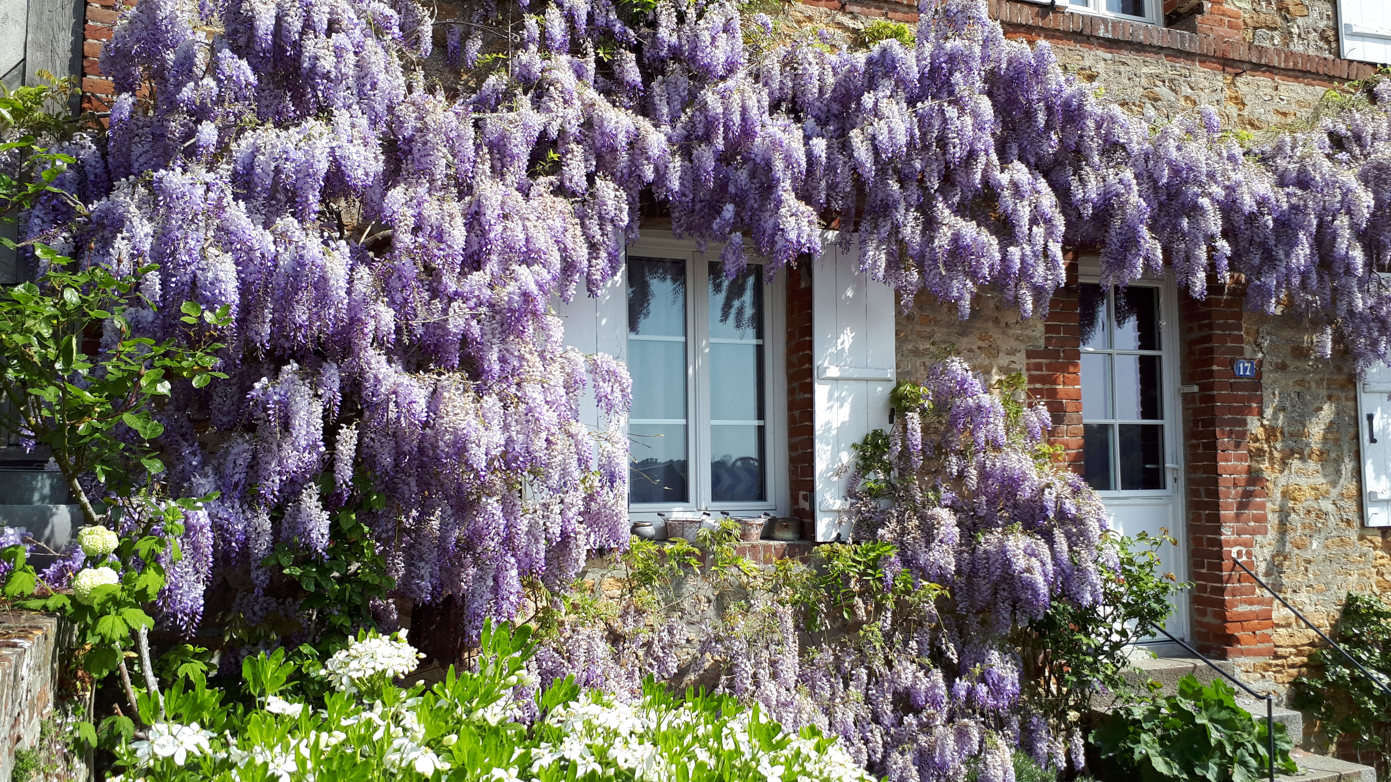 Glyzinien vor dem Haus